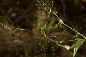 Image result for Oldenlandia affinis