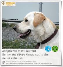 Und die mutter hatte sam dann in pflege genommen. Der Schone Labrador Benny Ist Erst 2 Jahre Und Wartet Schon Im Tierheim Hanau Auf Ein Neues Zuhause Http Www Tie Tierheim Tiere Suchen Ein Zuhause Labrador