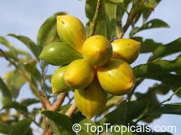 Image result for Artabotrys