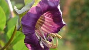 Image result for Cobaea