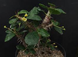 Image result for Euphorbia didiereoides