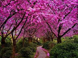 Royal Poincianas On Pinterest Delonix Regia Royals And Judas Tree Cercis Siliquastrum Poinciana Tree