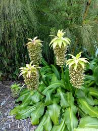 Image result for Eucomis