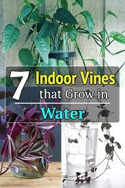 7 Indoor Vines That Grow In Water Indoor Vines Plants Grown In Water Water Plants Indoor