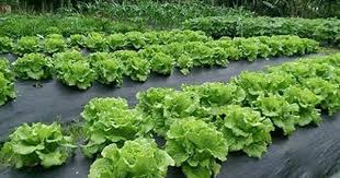 image result for 福山萵苣田