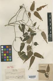 Image result for Octolepis decalepis