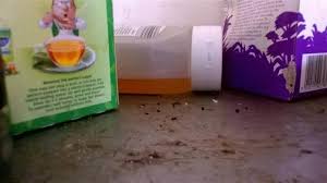 Oltre a rimuovere feci e urina di topo e ratto per la casa, dovrai armarti di candeggina e altri prodotti per pulire. Topi In Casa 7 Indizi Per Accorgersene Blogworld