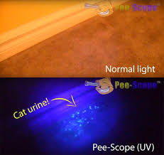 Can Black Light Uv Light Detect Cat Pee On A Carpet And Can Old Stains Be Found Quora