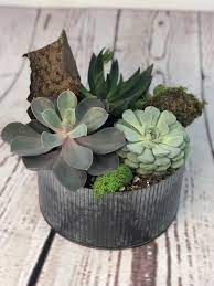Check spelling or type a new query. Succulent Planter In Norah Planter Delivery Eugene Or Industrial Succulents Floristeugene Succulents Dandelion Flower Succulents Garden