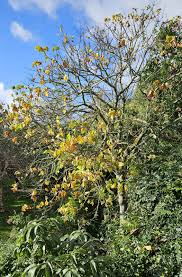 Image result for Firmiana