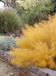 We did not find results for: Oklahoma Proven Drought Tolerant Landscape Amsonia Hubrichtii Plants