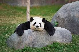 Image result for Panda oleosa
