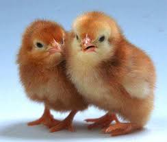надомна - Домашeн инкубатор за люпене на пилета от различни яйца и птици. Images?q=tbn:ANd9GcRu2Qrr4Vrv8zDvasYx12n5KctwIh0RhrOBBnUeFxwrKo1FzxbINg