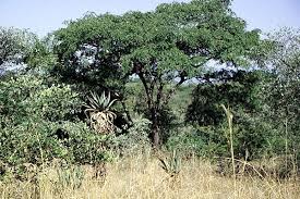 Image result for Marsdenia angolensis