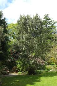 Image result for Caperonia serrata