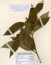 Image result for Melastomastrum segregatum