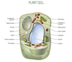 During plant cell cytokinesis, a cell plate is formed, beginning the division of the cell wall and cytoplasm. Cytokinesis In Plants And Animals Biology Wise