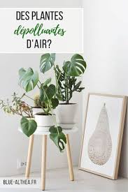Des Plantes Depolluantes D Air Decryptage Et Verite Plantes Depolluantes Plante Idee De Decoration
