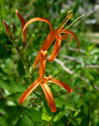 Image result for Anisacanthus