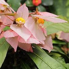 Image result for Dalechampia capensis