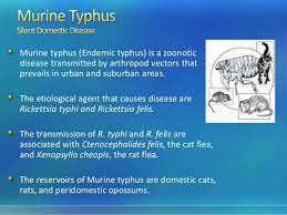 Infection occurs worldwide, with the majority of cases occurring in areas where rats accumulate in large numbers. Murine Typhus