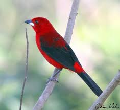 Fertile Bird Eggs For Sale Usa Pin Em Birds