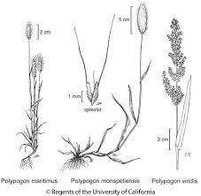 Image result for Polypogon