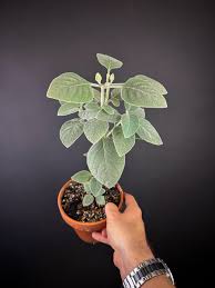 Image result for Barleria albostellata