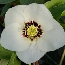 Image result for Impatiens hochstetteri