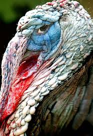 Pin By Nanners Niedermeyer On Birds Beautiful Birds Animals Beautiful Pet Birds