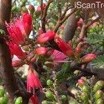 Image result for Schotia afra