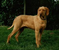 Image result for maďarský ohař drátosrstý