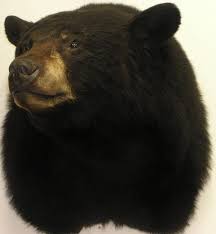 Black Bear Half Mounts Prices Black Bear Alaska Precision Taxidermy Black Bear Bear Mounts Bear