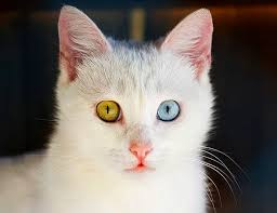 Dunyaya Kedi Olarak Gelsen Hangi Kedi Olurdun Onedio Com