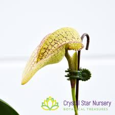 Image result for Bulbophyllum X chikukwa