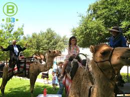 Although they rarely travelled faster than the walking speed of a person. Live Camels For Your Texas Event B3 Entertainment Productions Inc