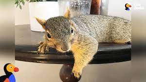Can You Keep A Squirrel As A Pet What You Need To Consider