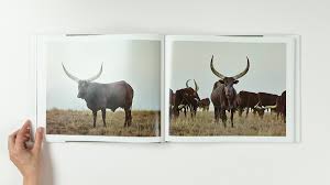 He also bought a bull for. Cattle Of The Ages Cyril Ramaphosa Daniel Naude On Behance