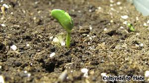 Last practical date for planting peppers and eggplants is june 20. Lima Beans Or Butter Beans Phaseolus Lunatus Cultivate To Plate