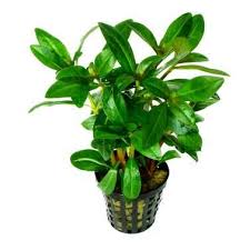 Image result for Nesaea crassicaulis