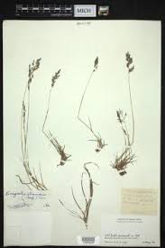 Image result for Eragrostis atrovirens
