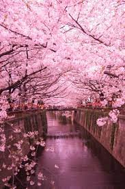 Explore Japans Parasite Museum New Nature Wallpaper Cherry Blossom Wallpaper Beautiful Nature