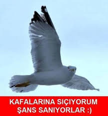 Yolda Yururken Kafaniza Hic Kus Pisledi Mi Kizlarsoruyor