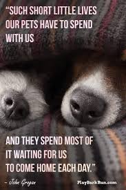 We did not find results for: 29 Inspirational Dog Quotes About Life And Love Playbarkrun