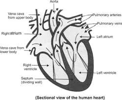 Learn vocabulary, terms and more with flashcards, games and other study tools. Simple Labeled Diagram Of A Heart Diagram Base Website A Heart
