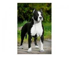 American Pitbull Puppy For Sale In Bangalore Bangalore Dogs For Sale Adopt Buy Sell Kci Certified Puppies Online