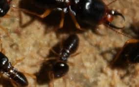 Gone unnoticed, termite armies can cause significant damage, costing homeowners in utah thousands of dollars in repairs. Pictures Of Termites Cheaper Than Retail Price Buy Clothing Accessories And Lifestyle Products For Women Men