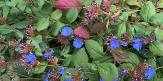 Image result for Frommia ceratophylloides