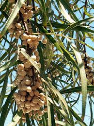 Image result for Salacia rhodesiaca