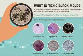 Pin On Black Mold Symptoms